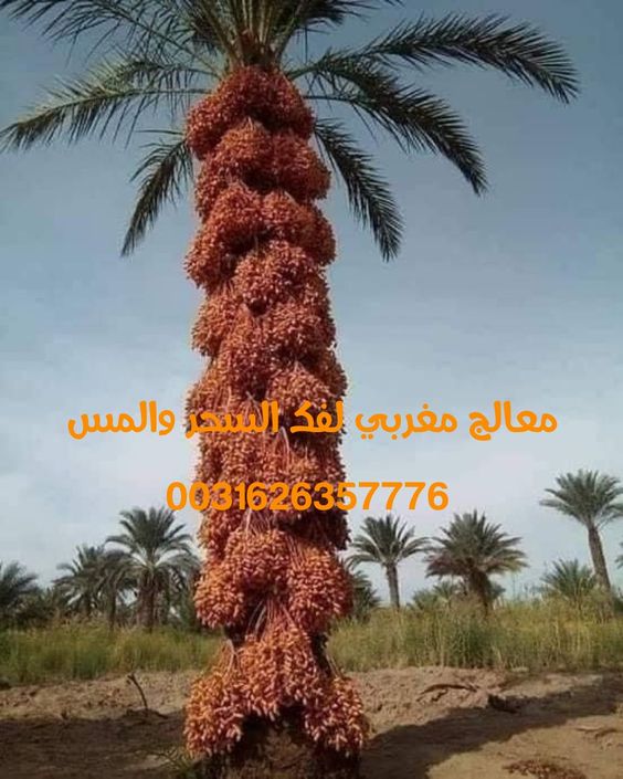 معالج روحاني لفك السحر والمس